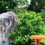 rocaille jardin