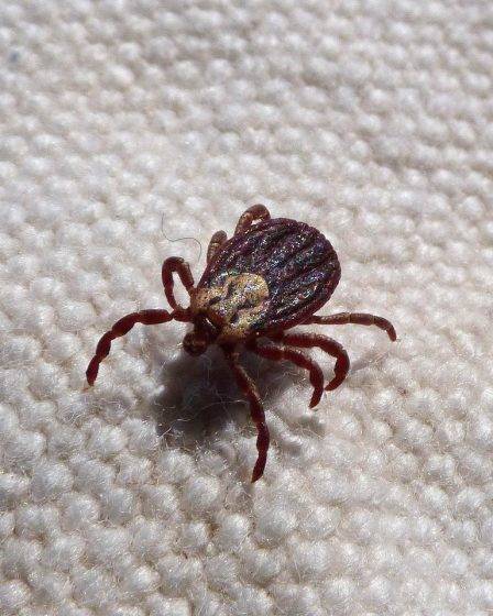 parasite
